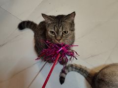 -我爱猫咪·猫咖·狗咖·安哥拉兔·羊驼咖(小寨华旗店)
