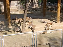 -石家庄市动物园