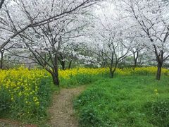 -东湖磨山景区樱花园-停车场