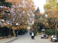 -武汉大学-樱园