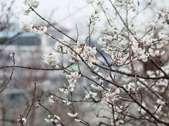 -樱桃山旅游景区