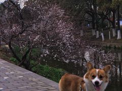 -太子山公园(园东路)