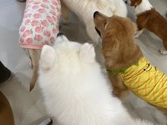 -共舞时光猫咖·狗咖(新街口店)
