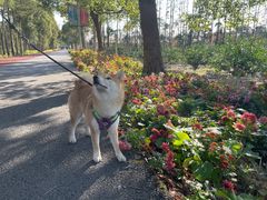 -上海长兴岛郊野公园