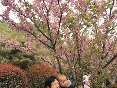 -武汉大学-樱园