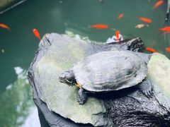 -谷咖啡·鲜花绿植花园餐厅