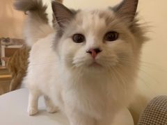 -滚猫咖啡·猫咖·猫友好撸猫(未来城店)