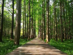 -黄海国家森林公园