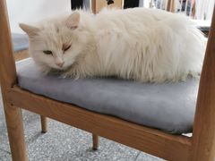-绒爪撸猫下午茶·猫咖