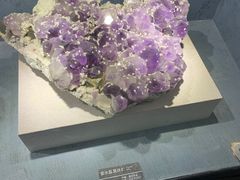 -河南自然博物馆