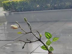 -凤凰湘语(浦东旗舰店)