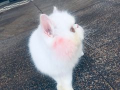 -柚子猫舍·精品猫舍购猫·猫咪认养·购宠·宠物店