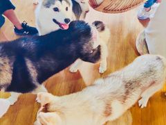 -Husky Go! 哈士奇体验馆·宠物咖啡厅狗咖