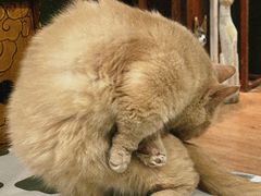 -猫小院猫主题餐厅(南锣旗舰店)