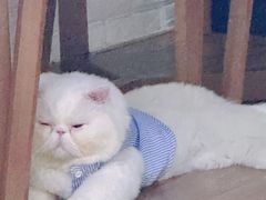-猫大福·Fortune Cat猫舍(百子湾店)