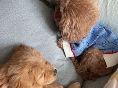 -帕帕拉兹宠物(亚洲旗舰店)