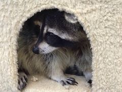 -浣熊柯尔鸭土拨鼠·电玩咖