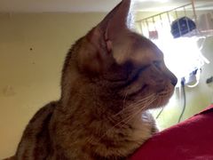 不要羡慕我-猫色咖啡·猫咖