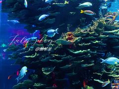 -泉城欧乐堡海洋极地世界