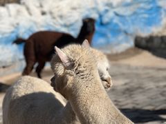 -栾川竹海野生动物园
