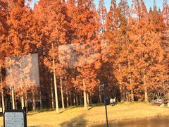 -黄海国家森林公园