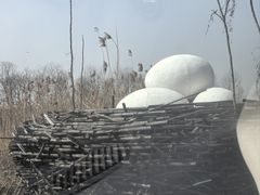 -池杉湖湿地公园