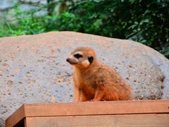 -云南野生动物园