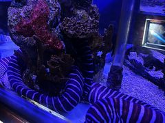 -太平洋海底世界