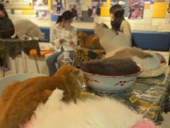 -平行世界·猫咖(首经贸店)