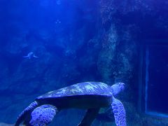 -西安曲江海洋极地公园