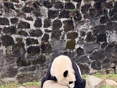 -都江堰中华大熊猫苑