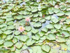 -杭州植物园