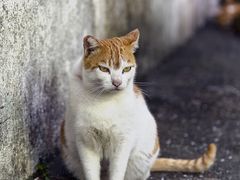 -大澳