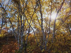 -塞罕坝国家级自然保护区