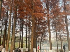-重庆彩云湖湿地公园