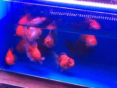 -中环花鸟鱼虫市场