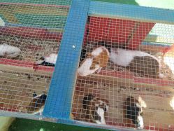 -萌宠亲子动物乐园(槐房万达店)