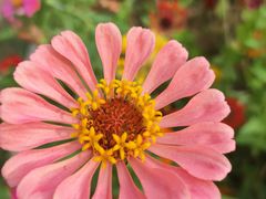 -亚龙湾国际玫瑰谷