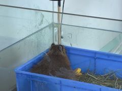 -怪兽屋·羊驼·猫咖·狗咖(俊华广场店)