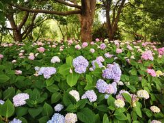-上海滨江森林公园