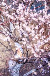 IMG_7544-戛纳印象摄影(潮拍定制馆)