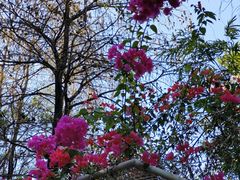 -深圳国际园林花卉博览园