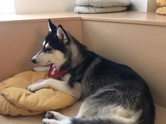 -Husky Go! 哈士奇体验馆·宠物咖啡厅狗咖