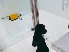 -申普宠物医院·心脏介入·心血管微创(总院)