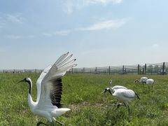 -盐城丹顶鹤湿地生态旅游区