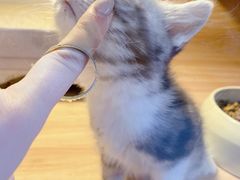 -喵百万·布偶·蓝金金渐层英短·猫舍(百子湾店)