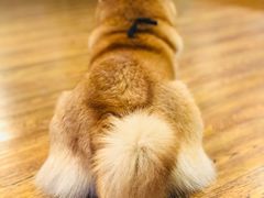 -柴务处·柴犬主题狗咖