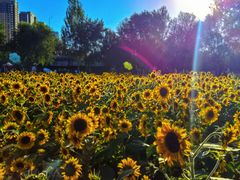 -长白岛森林公园