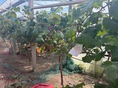 -马陆小张葡萄园农家乐