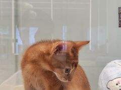 -babydoll猫舍·米努特·德文·缅因(久光中心店)
